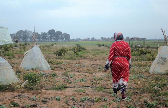 la vente de terres collectives a rapporté d’importants bénéfices à l’État