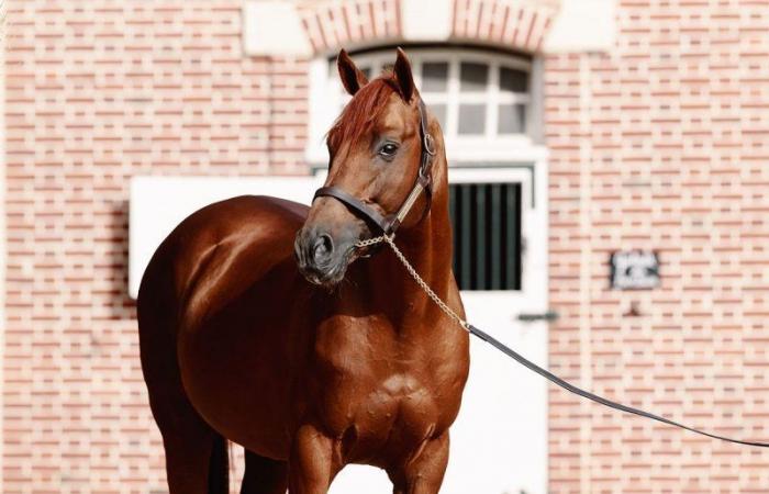 Le Haras d’Etreham annonce les tarifs de saillie 2025 de ses étalons de saut d’obstacles