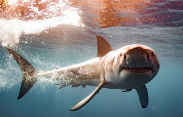 Un grand requin blanc d’environ 4 mètres de long, filmé au large des îles de Porquerolles et Port-Cros dans le Var