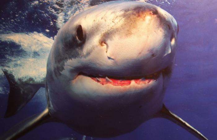 Un grand requin blanc observé en Méditerranée, au large des côtes varoises