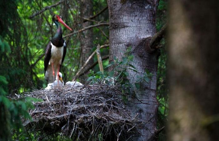 la cigogne noire gagne encore contre les éoliennes