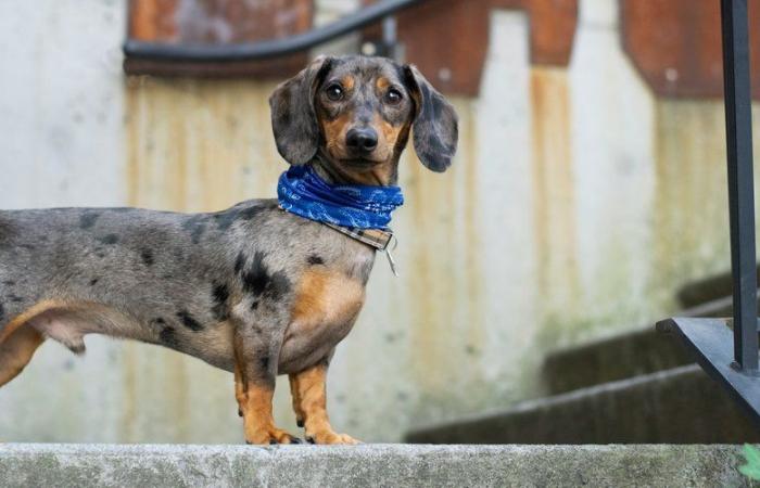 Peeper, teckel de 5 ans, retrouvé mort dans une mare de sang après un cambriolage