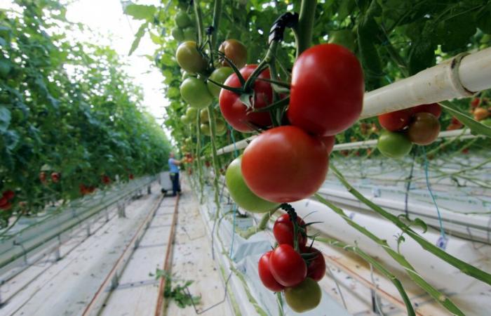 A Isigny-le-Buat, 500 personnes manifestent contre les serres de tomates