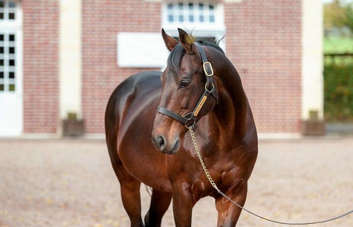 Le Haras d’Etreham annonce les tarifs de saillie 2025 pour ses étalons de saut d’obstacles