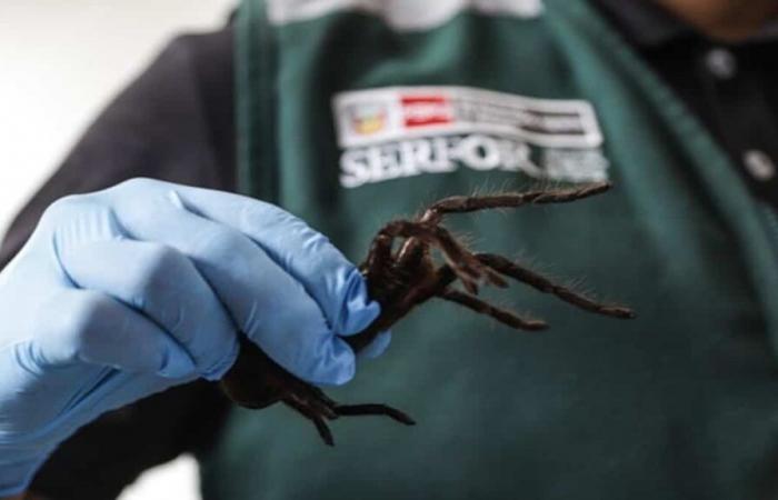 EN IMAGES | Un homme arrêté à l’aéroport avec des centaines de tarentules et de mille-pattes cachés sous ses vêtements