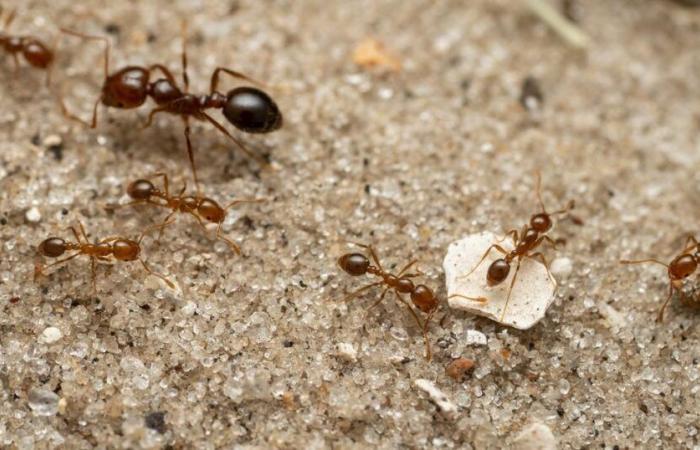 une deuxième épidémie de fourmis électriques, « extrêmement invasives », découverte en France