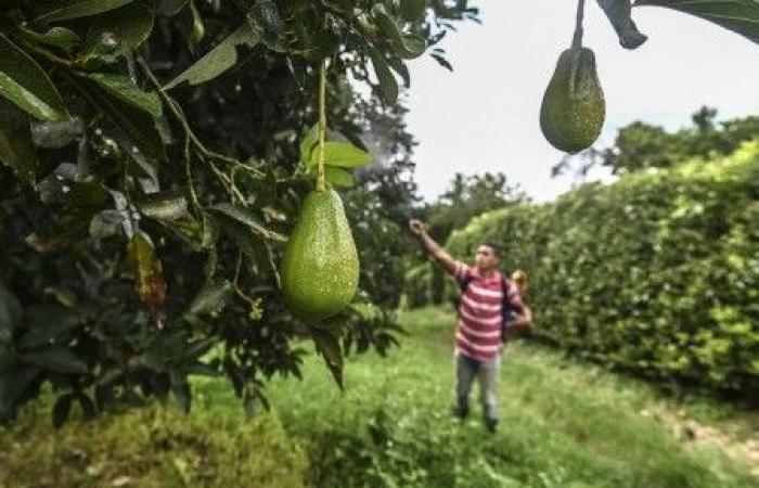 La culture de l’avocat assèche le Maroc