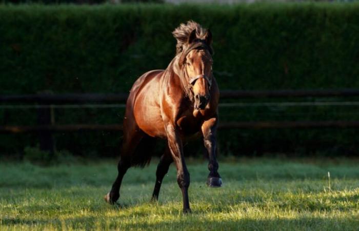 Le Haras d’Etreham annonce les tarifs de saillie 2025 pour ses étalons de saut d’obstacles