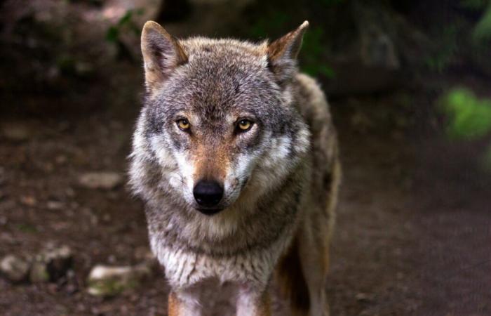 Loup dans le Finistère : de nouvelles mesures adoptées