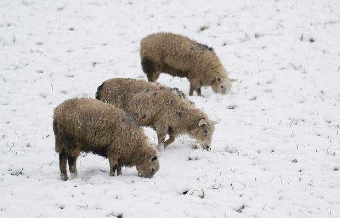 Le Royaume-Uni frissonne alors que le temps neigeux arrive