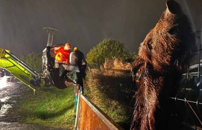 Des agriculteurs de Dordogne pendent des sangliers morts devant une administration et la fédération de chasse