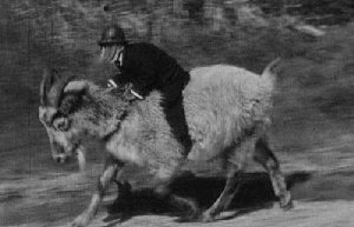 Oui, nous pouvons devenir des chèvres en voyant les dégâts causés par les chèvres. Mais ce n’est pas une raison pour faire du maire un bouc émissaire…