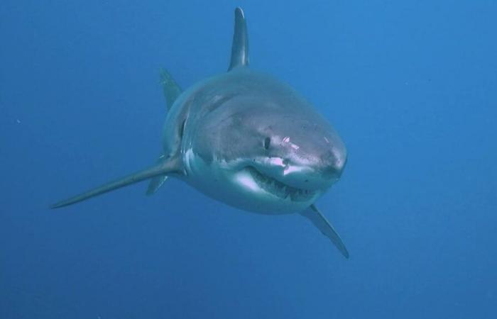 Un requin blanc aperçu au large de la Méditerranée à Porquerolles