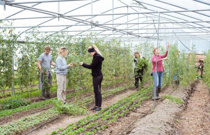 Pour renforcer l’agriculture paysanne, des volontaires belges investissent les champs