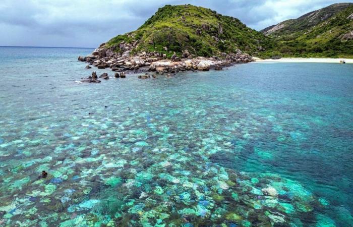 Mortalité record des coraux dans une partie de la Grande Barrière de Corail