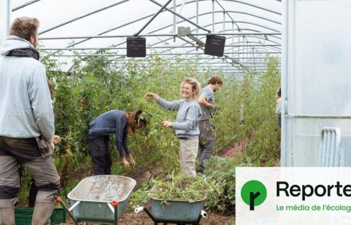 Pour renforcer l’agriculture paysanne, des volontaires belges investissent les champs