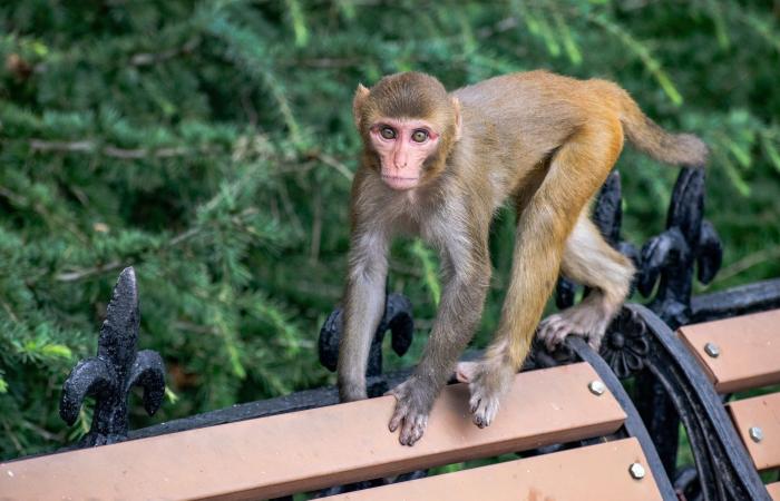 l’œuf est apparu en premier, selon une étude