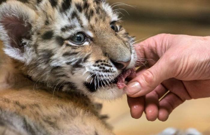 À la télévision et au cinéma, les animaux en voie de disparition