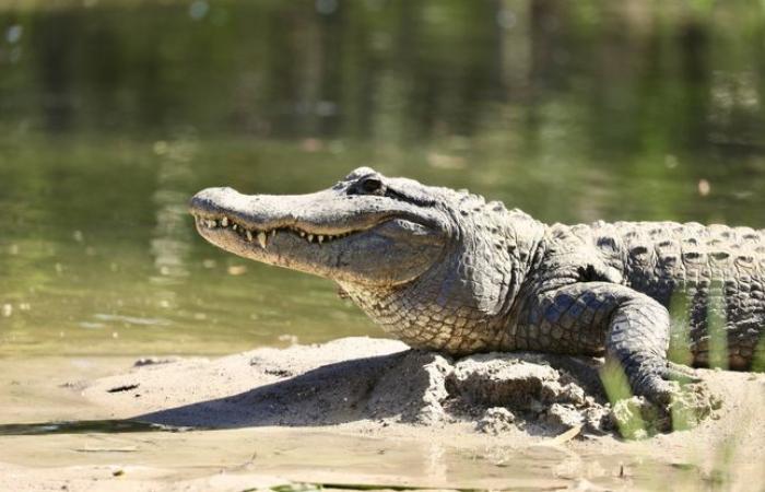 Un vétérinaire reconnu coupable d’avoir installé un alligator chez lui après l’avoir soigné