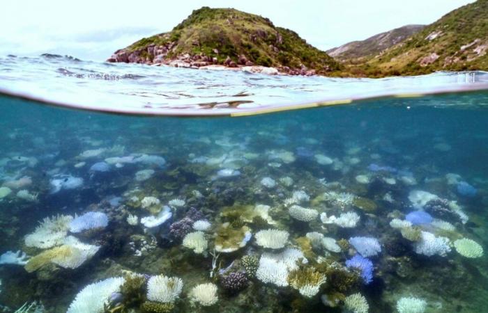 mortalité record dans une partie de la Grande Barrière de Corail