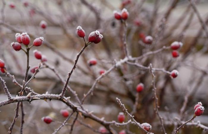 Certaines parties du Royaume-Uni se préparent à une « neige perturbatrice » après la nuit la plus froide de la saison