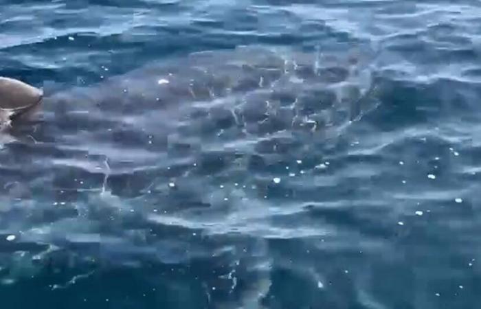 Images rares d’un grand requin blanc observé au large des côtes varoises