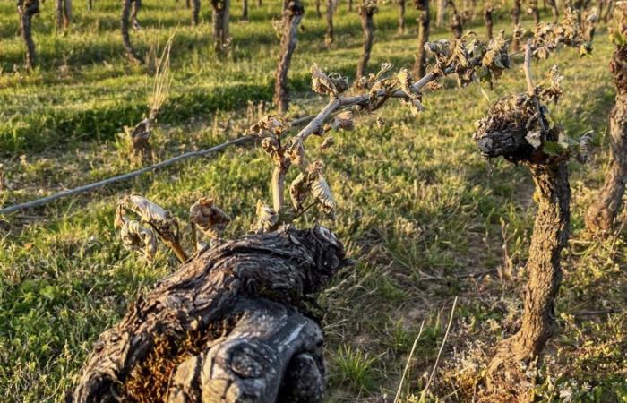 750 hectares de vignes seront arrachés – Medialot