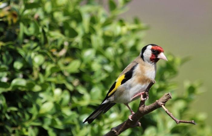 arrêté pour avoir capturé des oiseaux protégés avec de la colle, il est incarcéré pour trafic de drogue