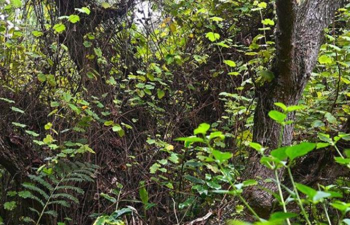 Le projet de restauration des milieux naturels de La Réunion, lauréat du Prix de l’ingénierie écologique 2024