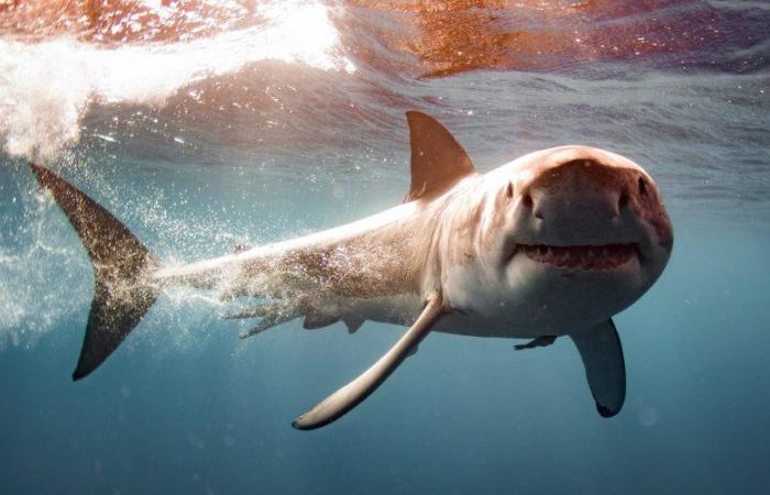 En partant à la pêche, un retraité s’est retrouvé nez à nez avec le requin blanc repéré près de Toulon