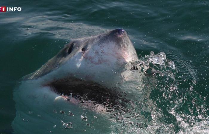 Un grand requin blanc photographié par un pêcheur dans le Var, un événement rarissime en Méditerranée