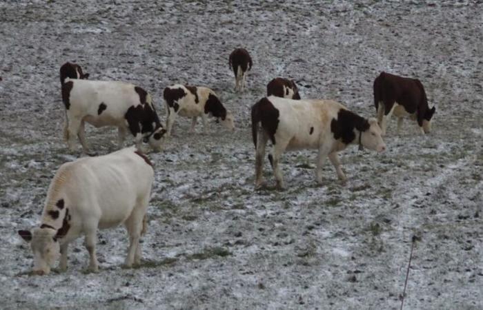 Lamoura. La neige fait une timide apparition sur le haut Jura