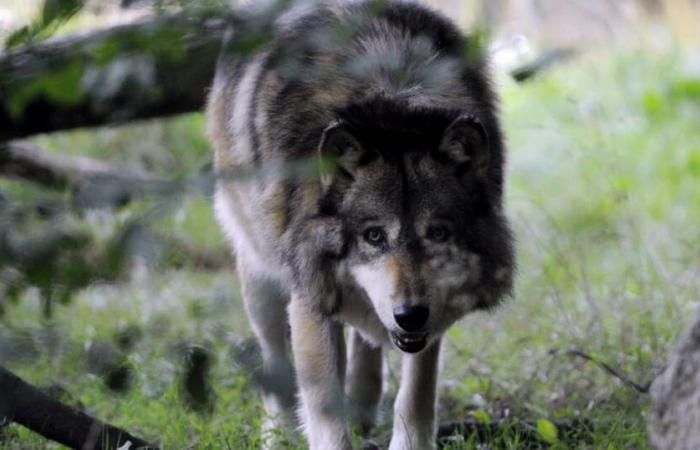 Les associations de protection de la nature répondent au président de la FDSEA du Doubs, qui les accuse de « calomnie et trahison »