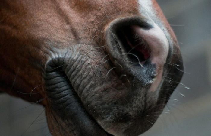 Le gérant d’un centre équestre dans la Manche dans le viseur des associations de protection des animaux