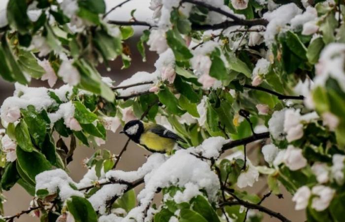 La France se prépare pour le premier épisode hivernal de la saison : Actualités