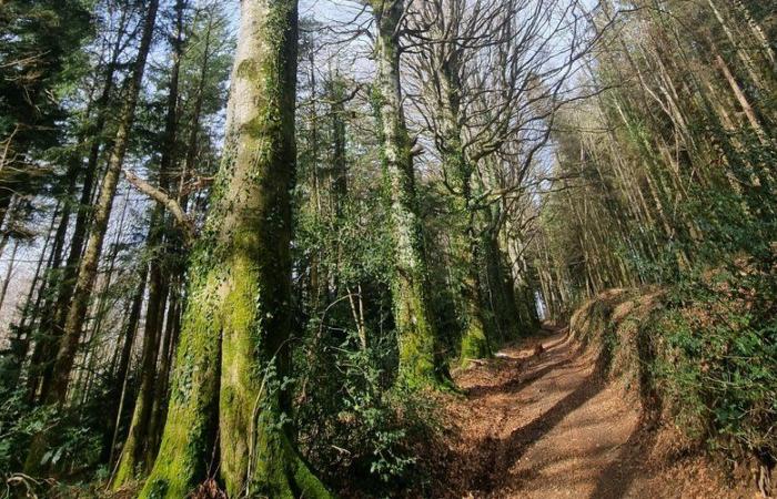 un corps retrouvé calciné dans un bois… Est-ce Yann, recherché depuis le 3 novembre ?