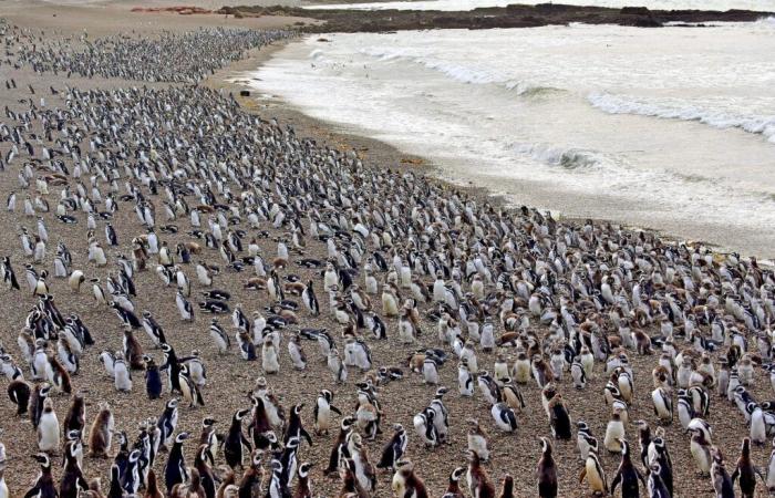 La mort des manchots de Magellan, victimes de « cruauté envers les animaux », promeut la justice environnementale en Argentine