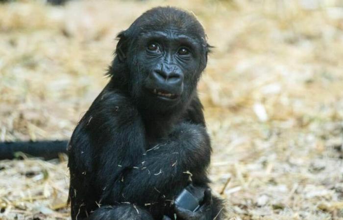 Un bébé gorille meurt à cause d’une erreur humaine au zoo de Calgary