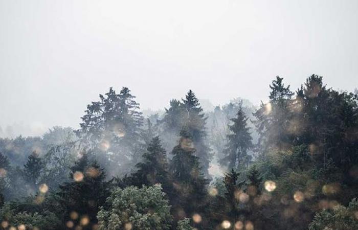 Commençons-nous la période précédant Noël avec du brouillard ?