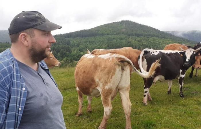 Territoire de Belfort. Une vache retrouvée dévorée dans un pâturage : le loup soupçonné