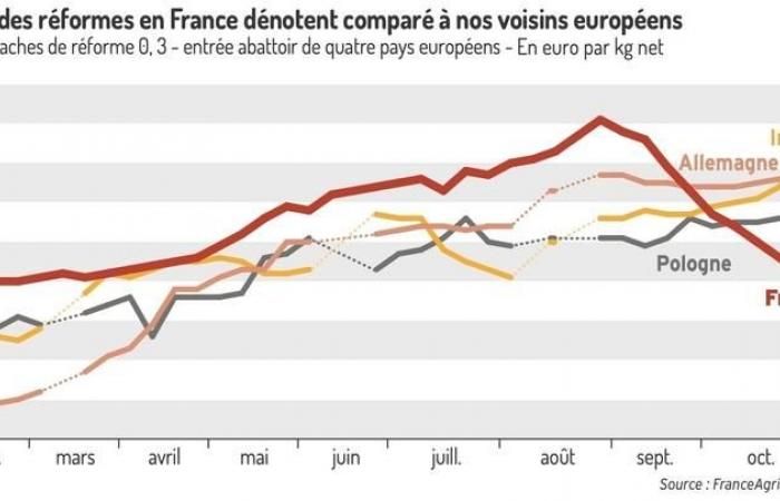 les prix des vaches laitières et des jeunes bovins laitiers se stabilisent début novembre