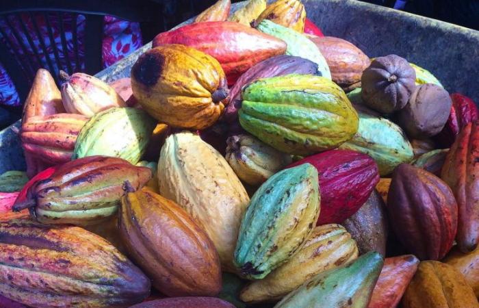 Le prix du cacao augmente