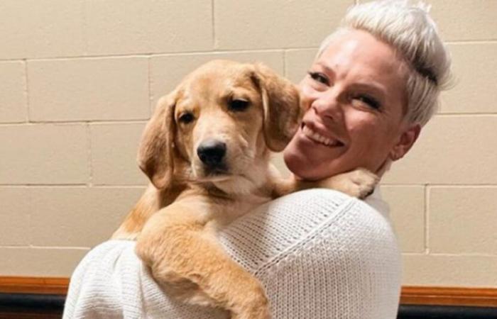 La chanteuse Pink finit par craquer pour le chien qu’elle n’était censée accueillir que temporairement et se dit “heureuse d’avoir échoué”