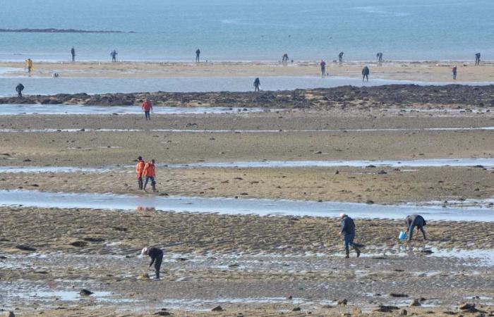 Morbihan. Des pêcheurs à pied surveillés par des drones !