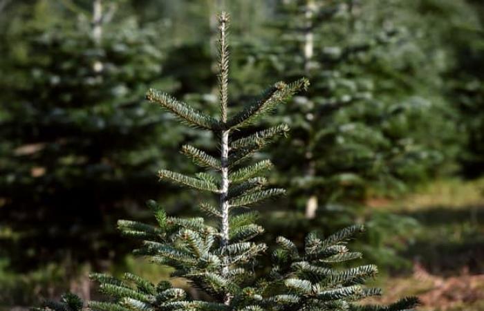 incendie chez un producteur de sapins de Noël, la piste criminelle privilégiée