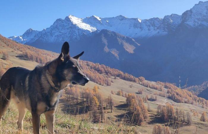 la maîtresse du chien tué par un éclaireur-loup appelle à un changement des règles lors des prélèvements d’échantillons