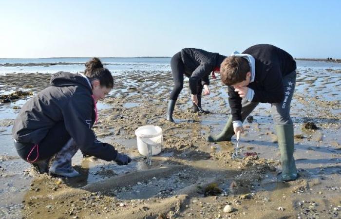 Morbihan. Des pêcheurs à pied surveillés par des drones !