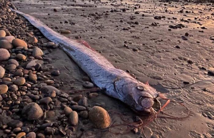 un « poisson ruban » de 3 mètres, qui prédit les catastrophes, s’échoue toujours en Californie