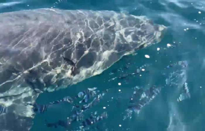 Pourquoi l’observation d’un requin blanc au large du Var est une « bonne nouvelle »