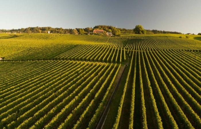 L’Unil met en lumière les marges et les coûts de l’industrie agroalimentaire vaudoise